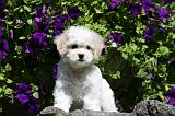 BICHON FRISE 532